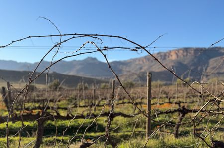 Cederberg vineyards in Dwarsrivier