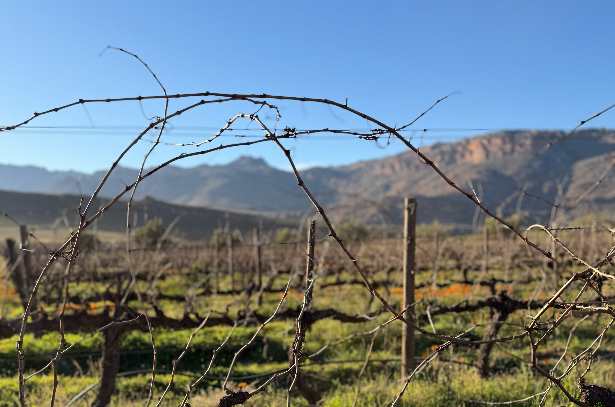 Cederberg vineyards in Dwarsrivier