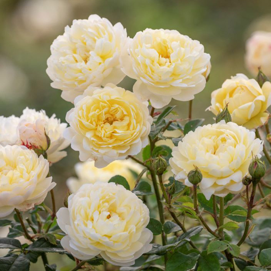 David Austin&amp;reg; Nye Bevan&amp;trade; Rose Shrub