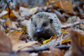 garden activities for kids: hedgehog in leaves