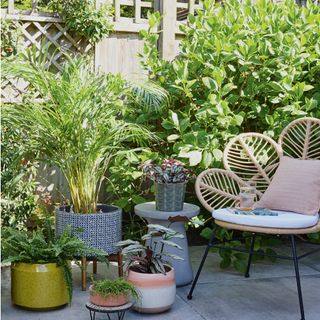 Courtyard garden with fence and shrubs, plants in pots and rattan chair with cushion