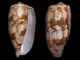 The shell of a cone snail (Conus geographus) that uses insulin to hunt fish.