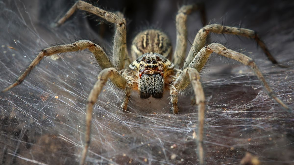 ¿Por qué las arañas tienen 8 patas?