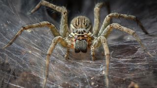 A close-up photo of a funnel-web spider on its web looking at the camera.