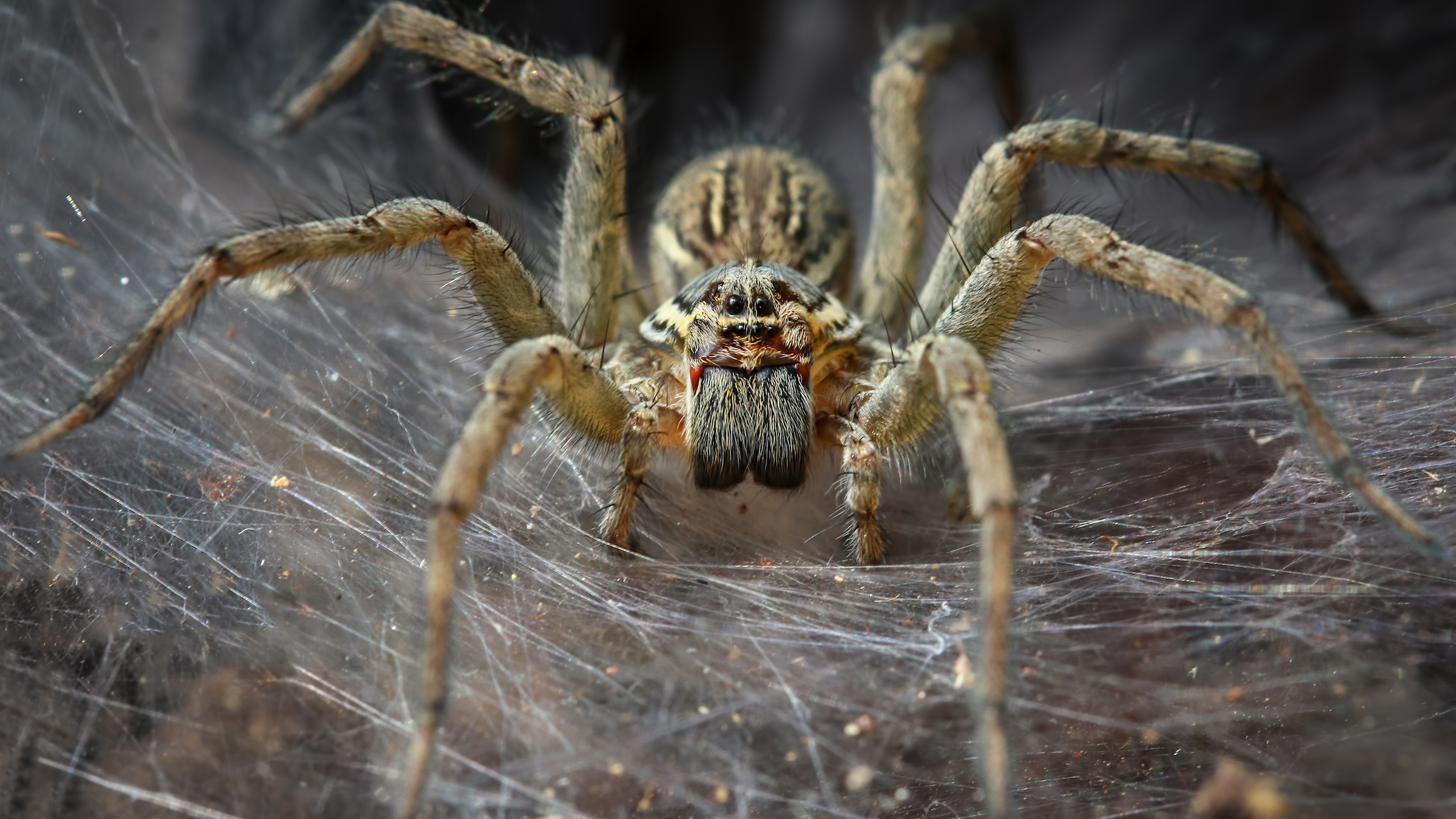 Why Do Spiders Have 8 Legs 