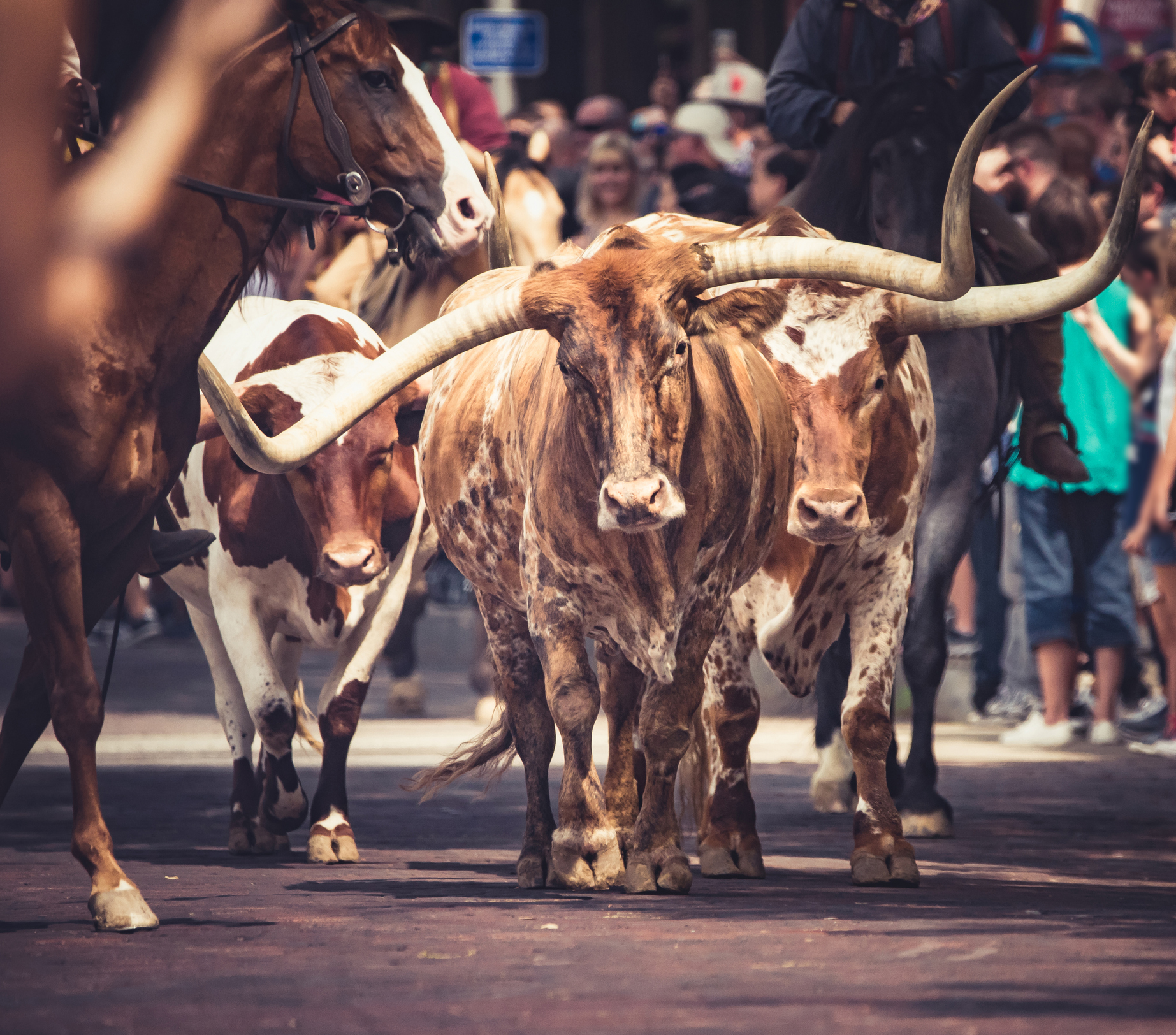 Long Horn Cattle in for Worth, TX.