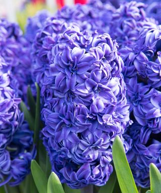 Royal Navy hyacinth in purple-blue