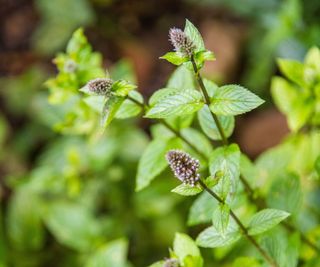 Chocolate mint with flower spikes