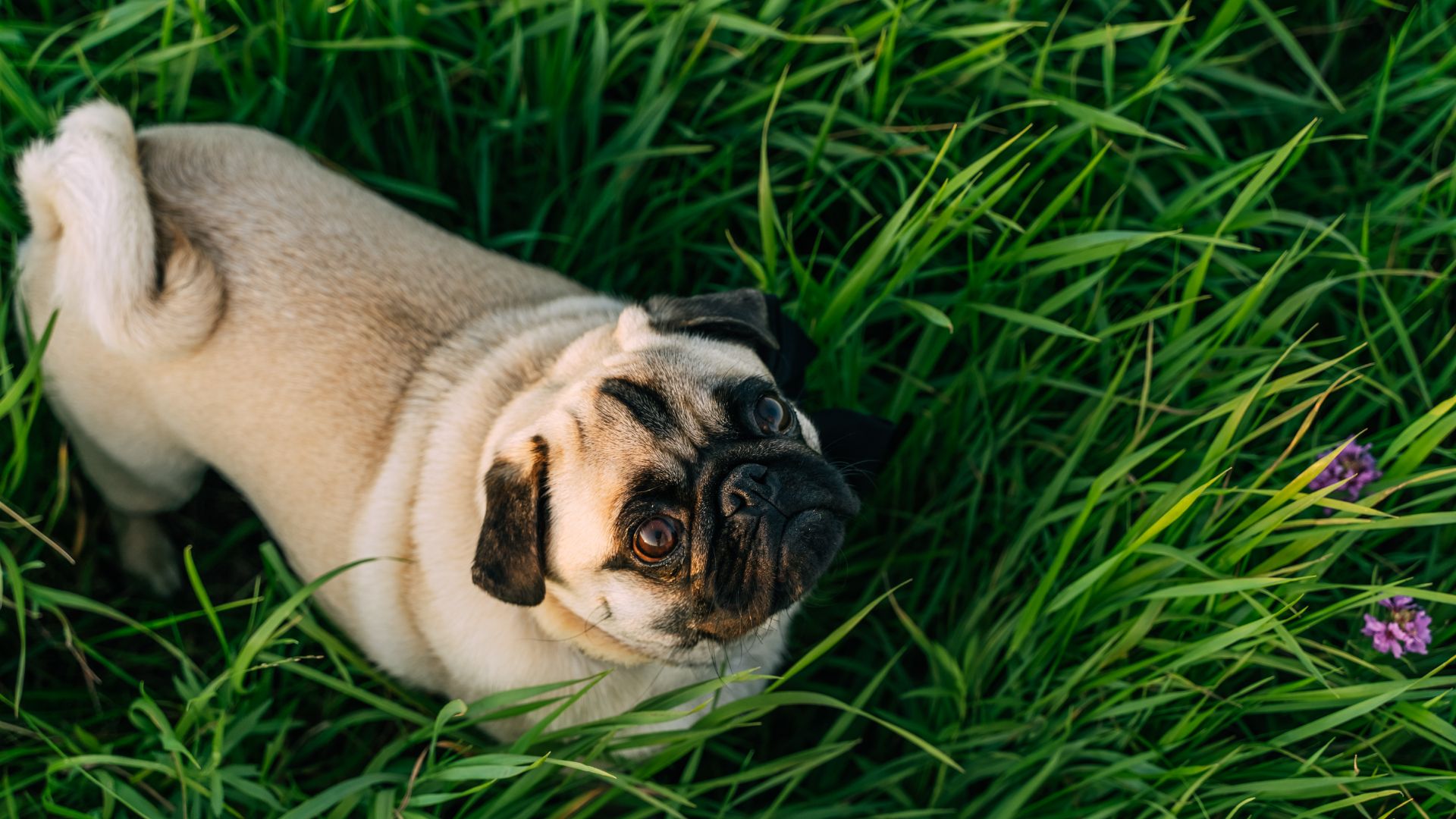 Pug stood in long grass looking up