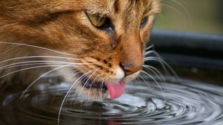 A cat drinking from a pool of water