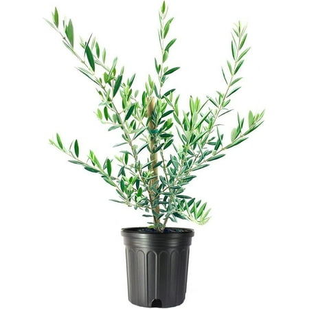 Arbequina Olive Tree - Beautiful Live Plant - 6 Inch Pot - Grow Your Own Olives Indoors - Olea Europaea