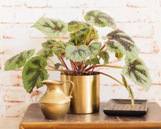 Rex begonia houseplant on table