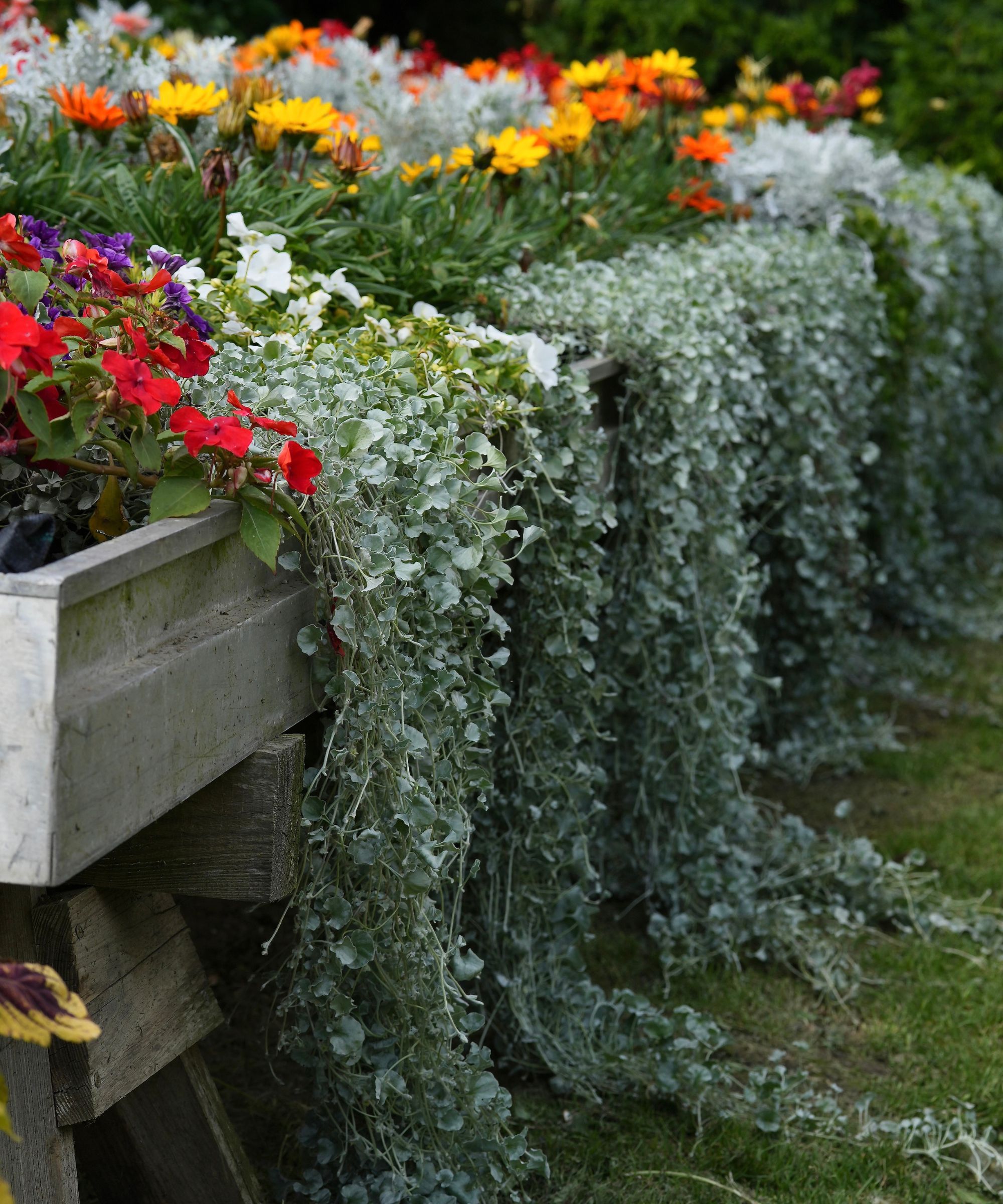 Raised garden bed with colorful flowers and silver falls Dichondra