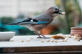 blue jay feeding from a bird table