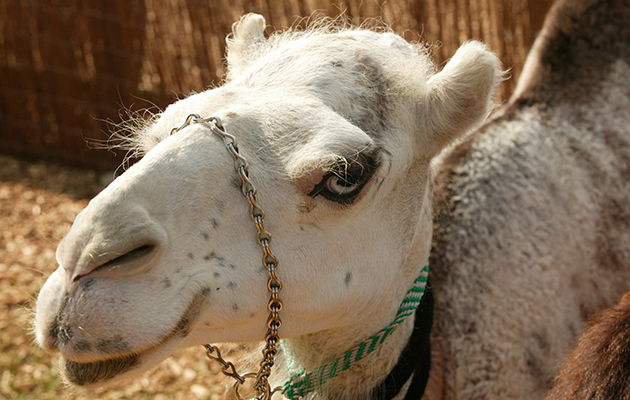 camel.jpeg