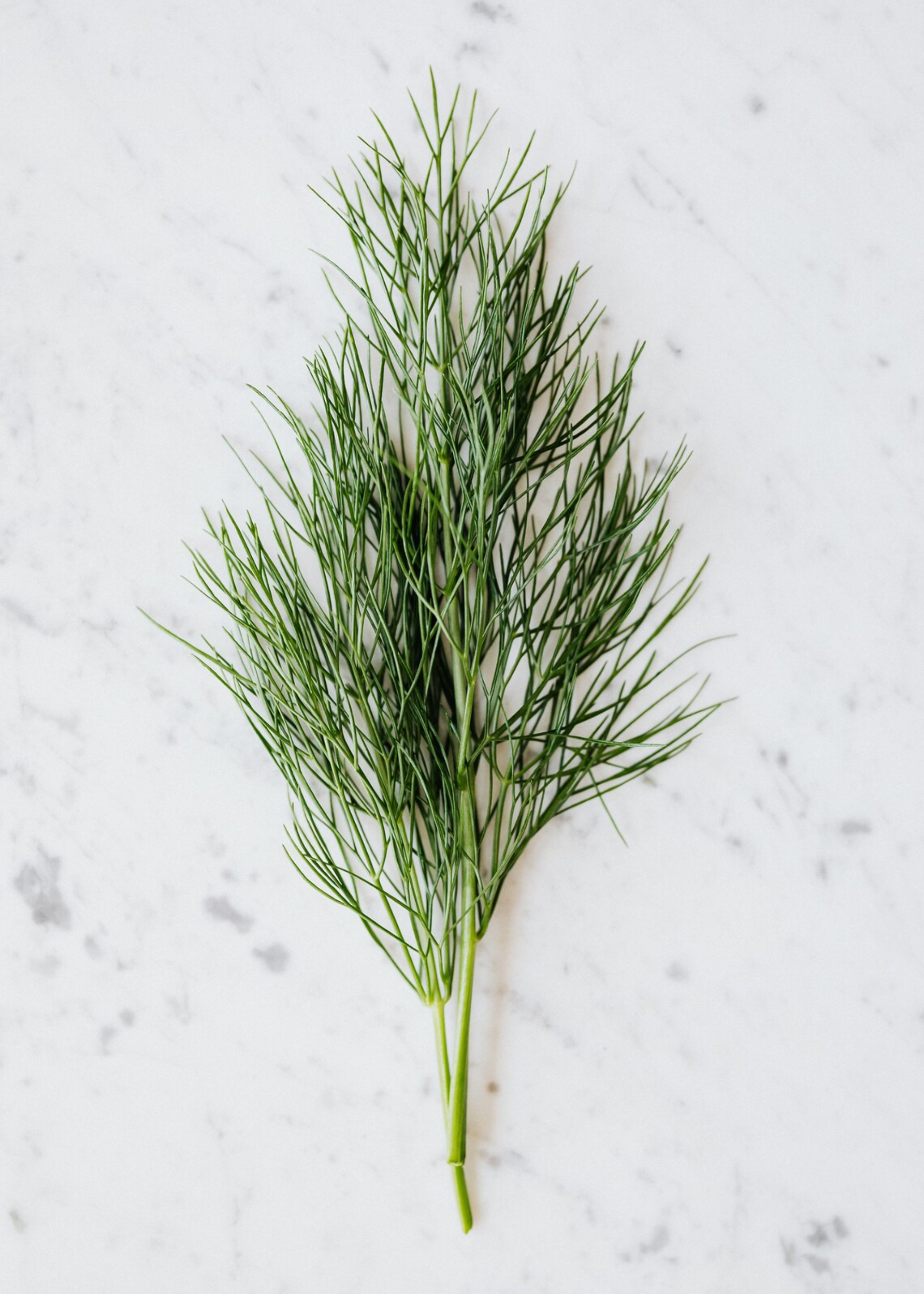 A sprig of dill on a marble counter