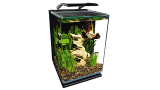 A 5 gallon aquarium filled with fish and vegetation.