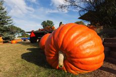 a giant pumpkin