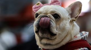 A French bulldog with its tongue out