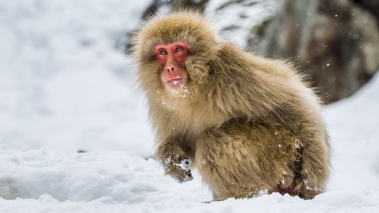 Earth's early primates evolved in the cold — not the tropics