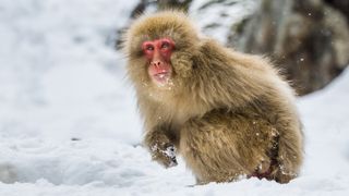Japanese macaque sitting in the snow. 