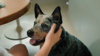 Starbuck the dog getting pets in The End of Oak Street.