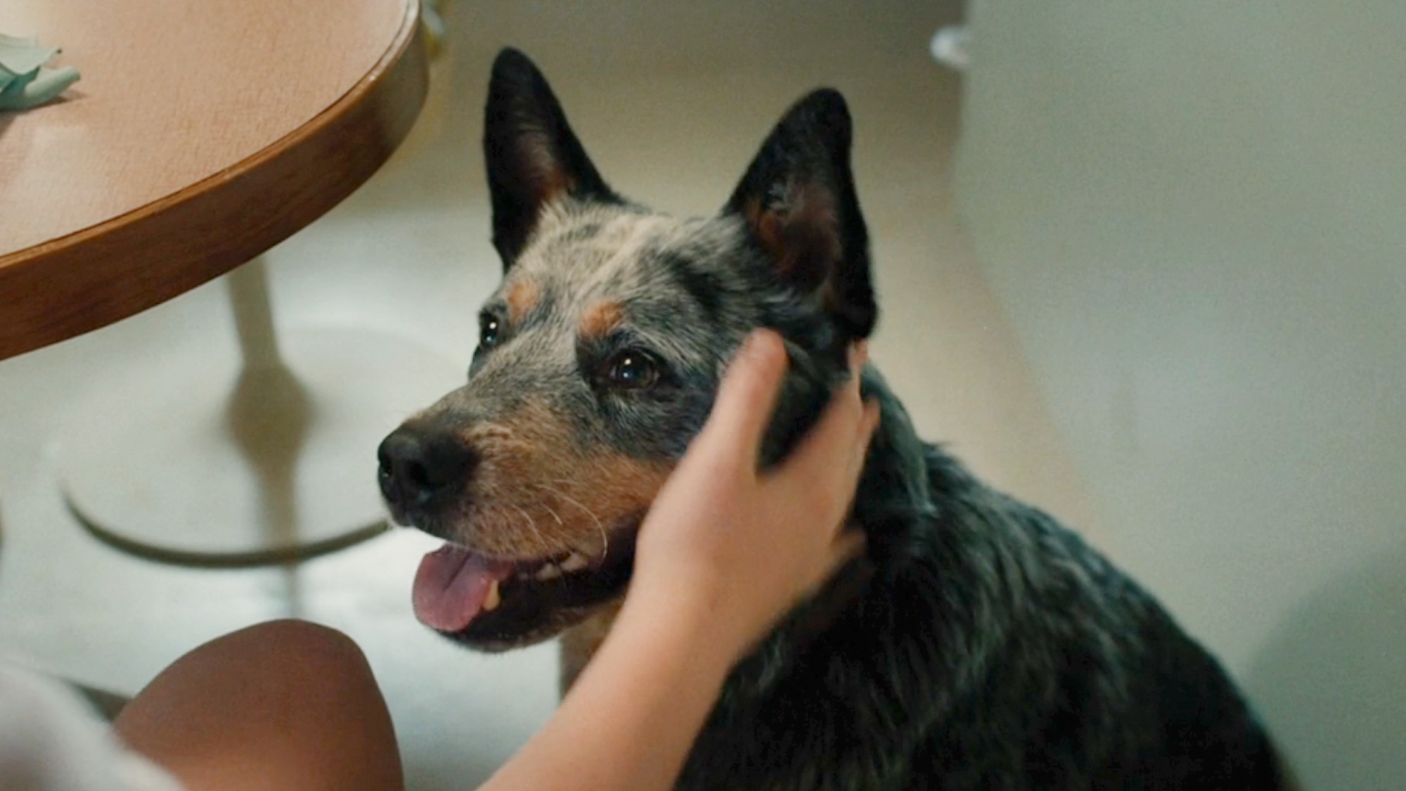 Starbuck the dog getting pets in The End of Oak Street.