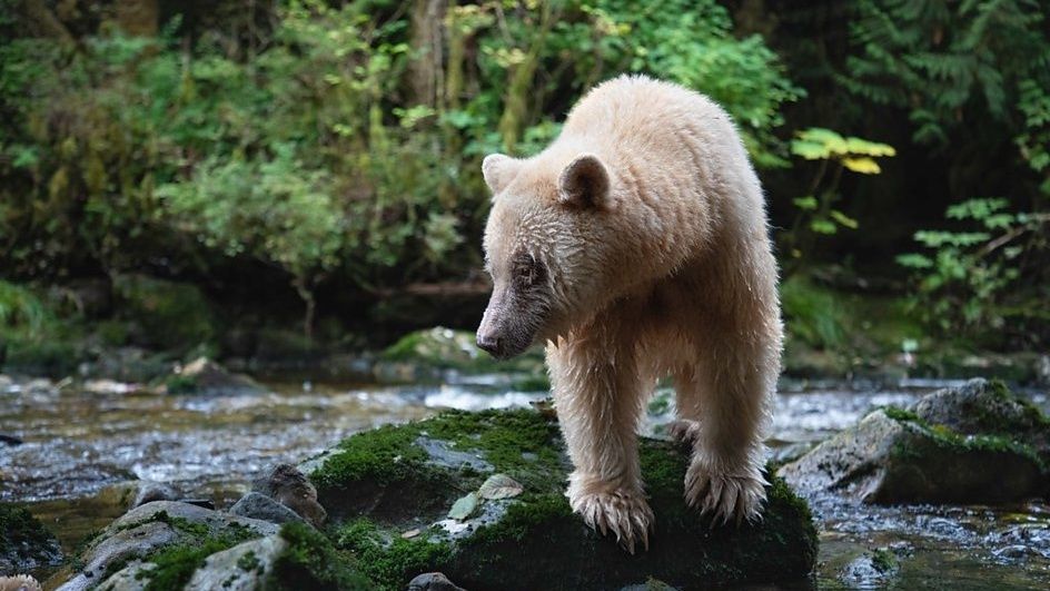 A still of a spirit bear from Planet Earth 3