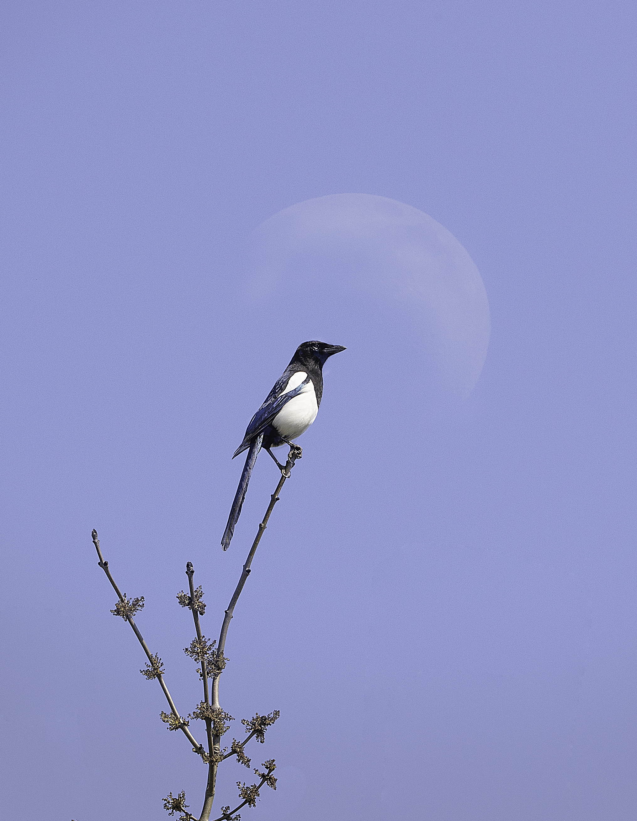 Magpie