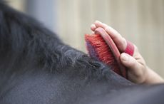 pony club horse and pony care competition