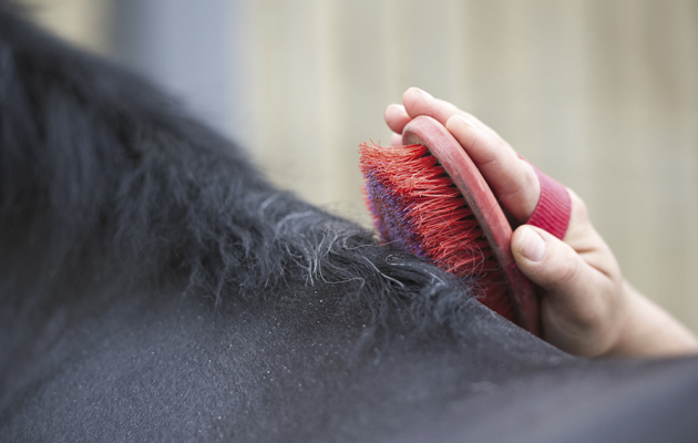 pony club horse and pony care competition