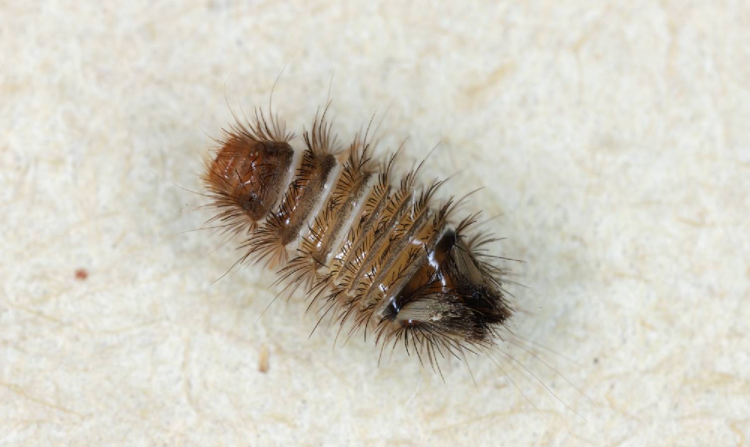 Close up of carpet beetle larvae