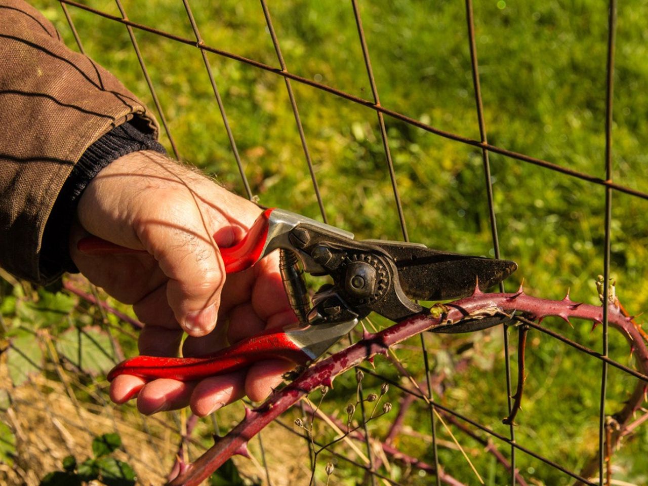 Hand Trimming Rose Bush Stem