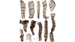 Multicellular fossils come from the late Paleoproterozoic Chuanlinggou Formation.