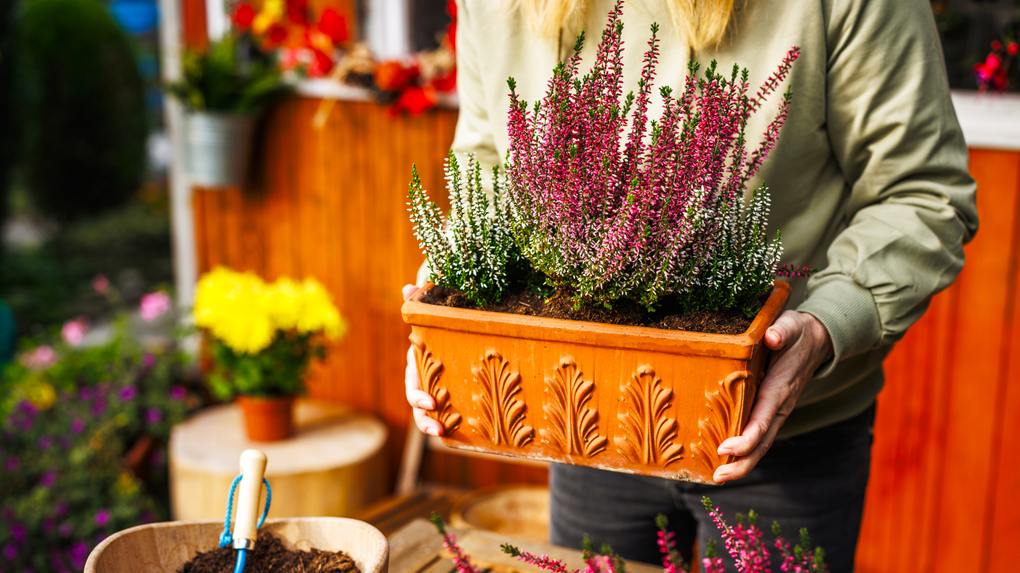 Woman holding flower pot with planted blooming heather while preparing cozy autumn floral decoration at backyard. Fall season gardening