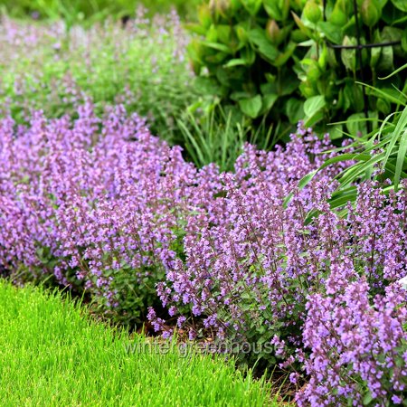 Nepeta Cat&amp;rsquo;s Pajamas Proven Winners, Catmint - Pot Size: 4.5in - Flowers