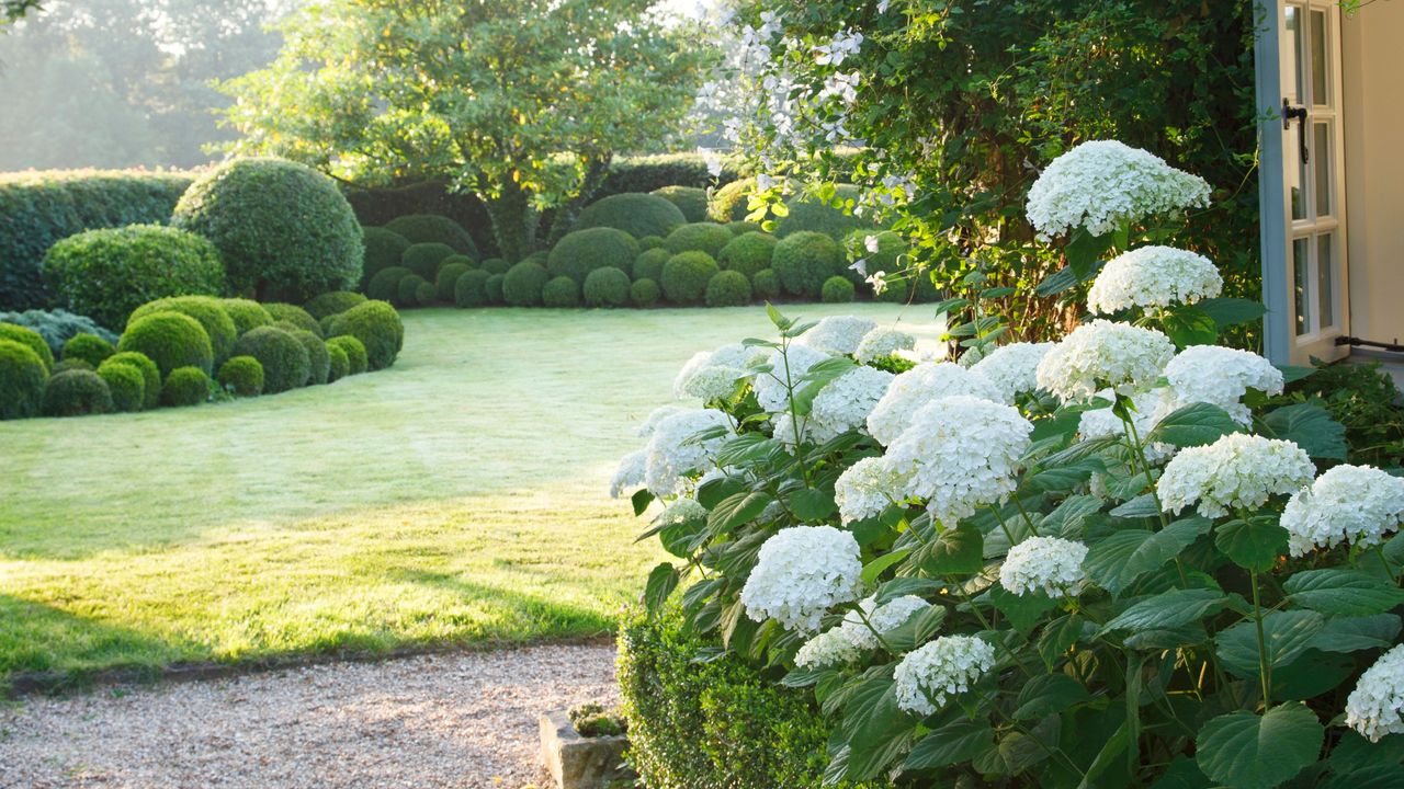A lush, sunlit garden featuring a large cluster of white mophead hydrangeas in the foreground. The garden is meticulously landscaped with a series of spherical green topiaries and hedges bordering a neat, light-green lawn. In the background, a large leafy tree stands under soft, morning sunlight, while a gravel path leads toward a white-trimmed doorway on the right.