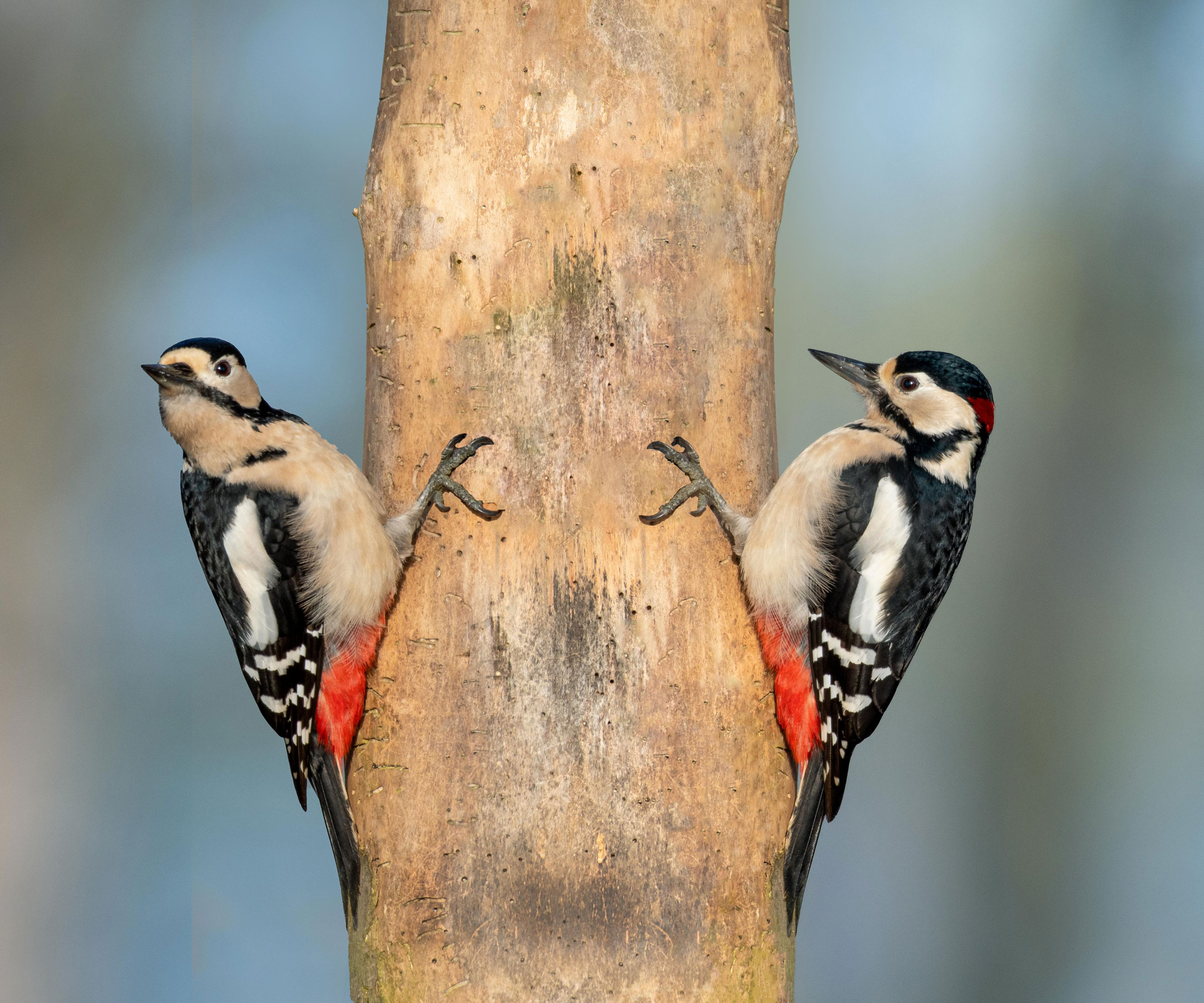 woodpeckers perched on tree in yard
