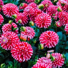 dahlia flowers in cut garden display