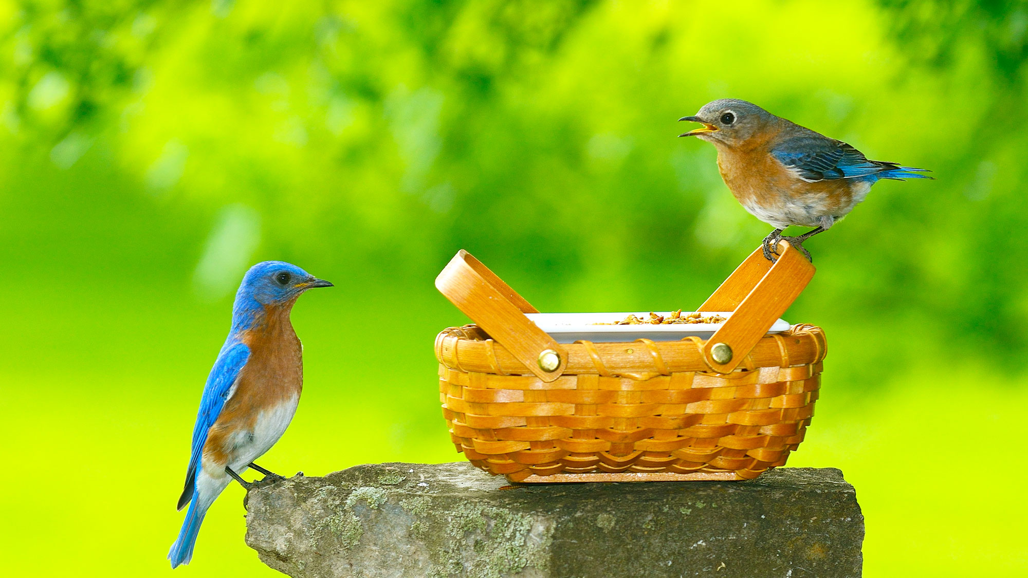 two bluebirds sitting on food basket in garden