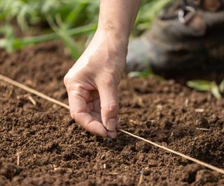 A hand sowing vegetable seeds directly into the soil