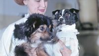 Two small dogs, one brown and black and one black and white, are held by a female technician