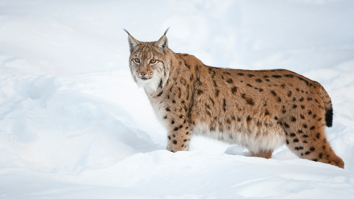 Eurasian lynx