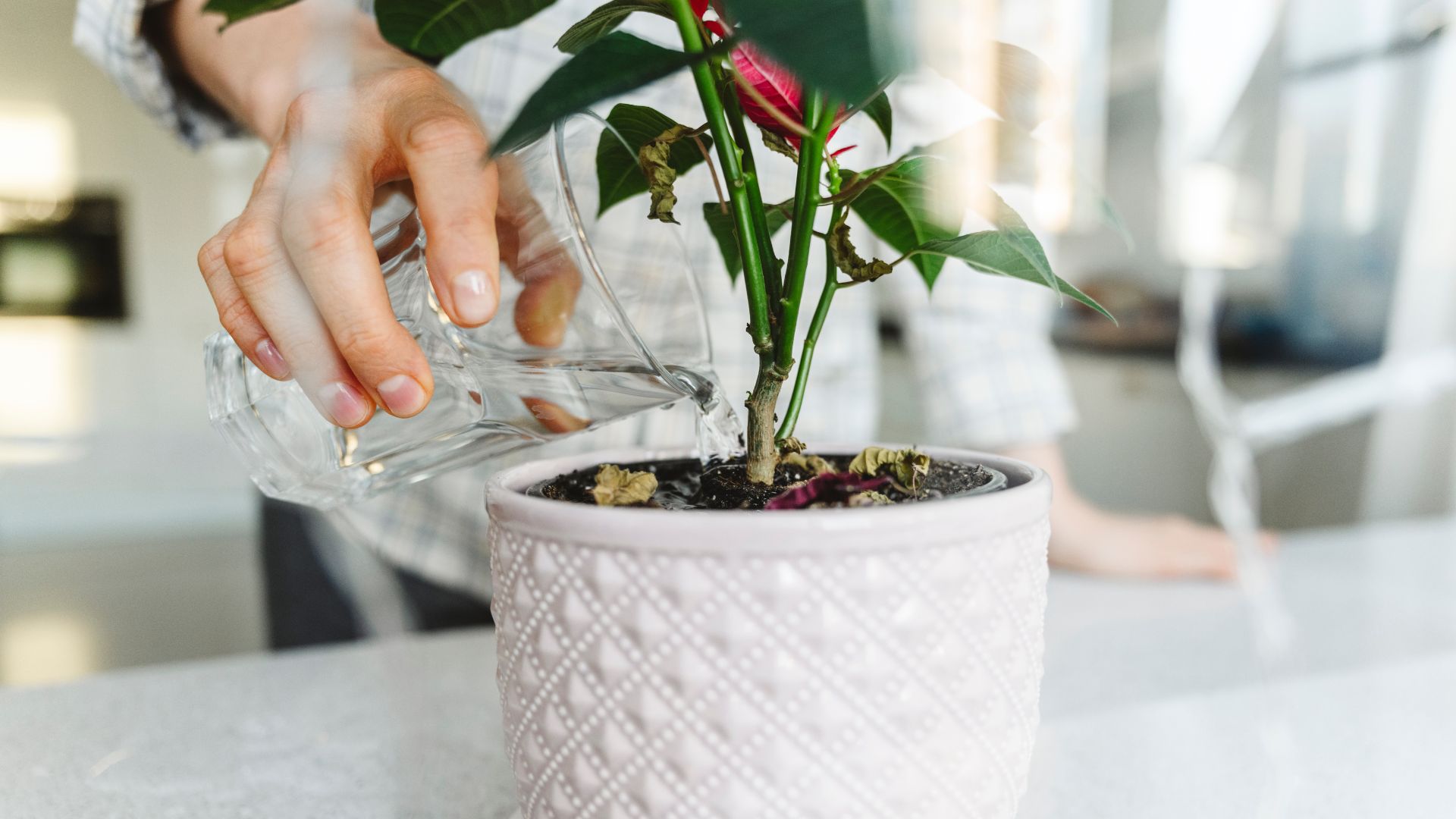 picture of woman watering a poinsettia