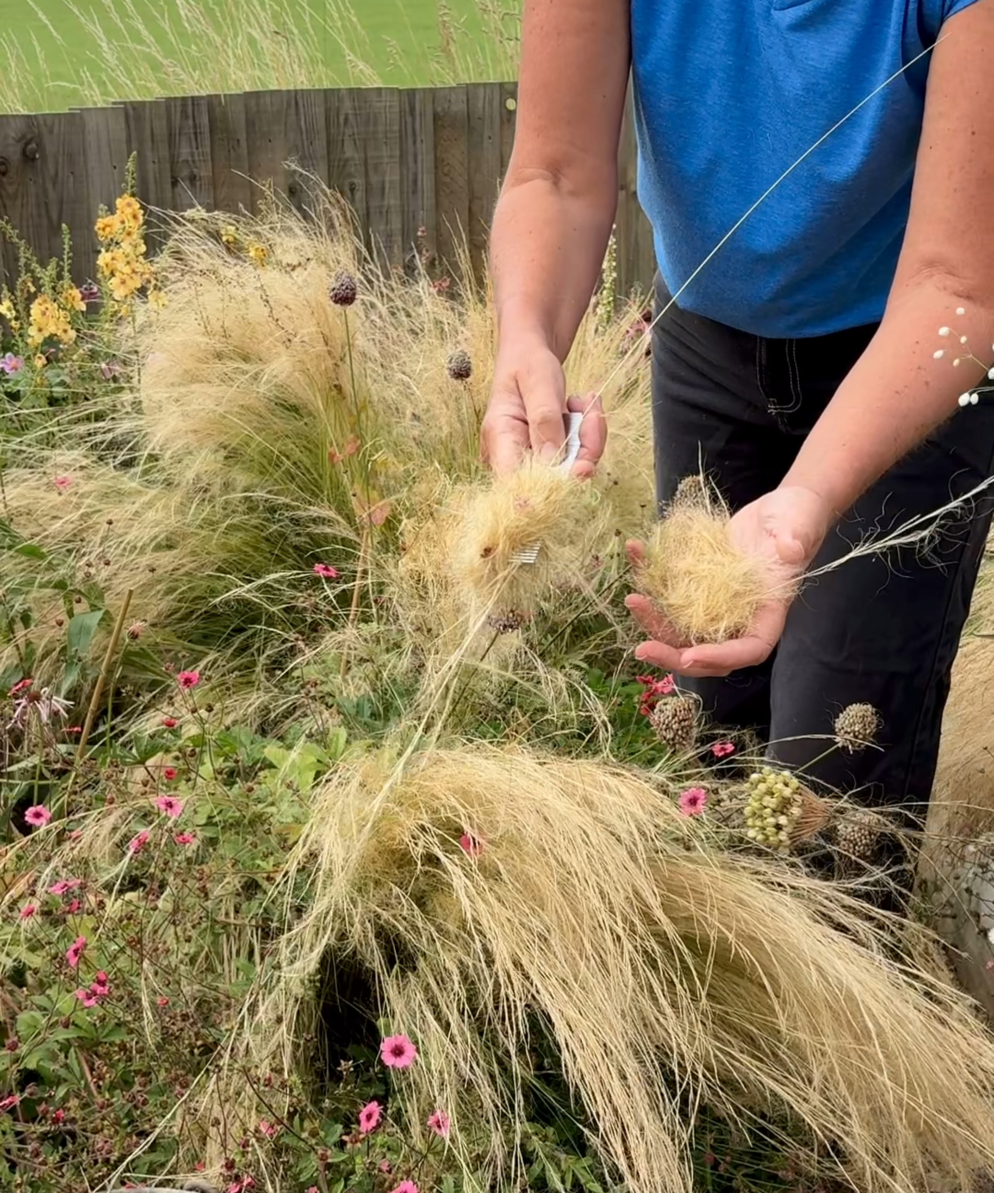 removing excess seedheads from ornamental grasses to reduce self-seeding and weeding