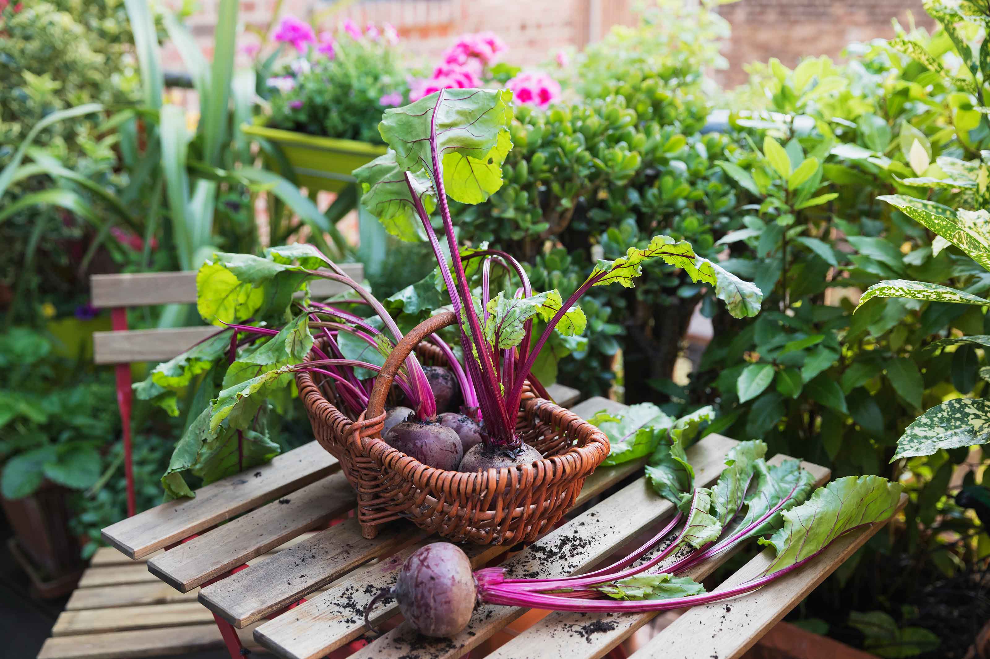 beetroots in basket