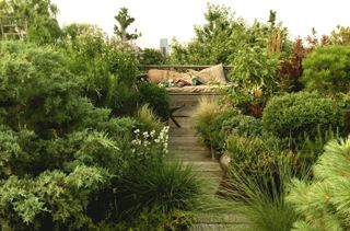 a luscious garden with a decked path