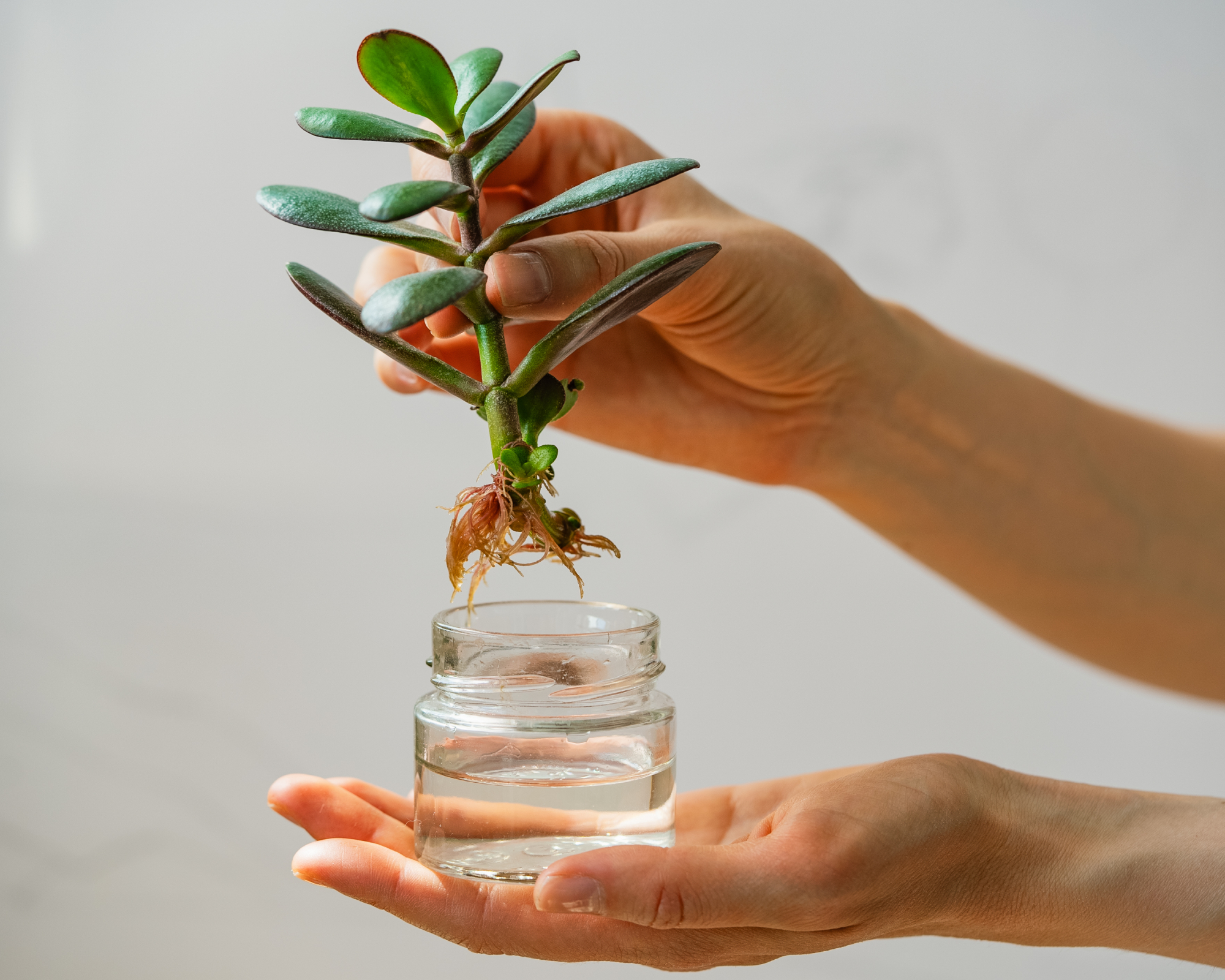 woman's hands holding rooted jade plant cutting and water jar