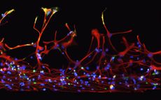 nikon small world contest, photo contest, microphotography