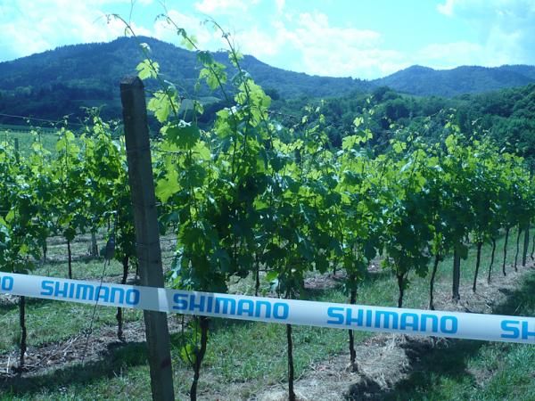 Vineyards and cherry trees surround Offenburg.